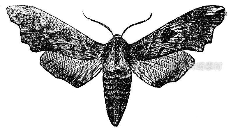 石灰鹰蛾昆虫(石灰鹰蛾科)- 19世纪